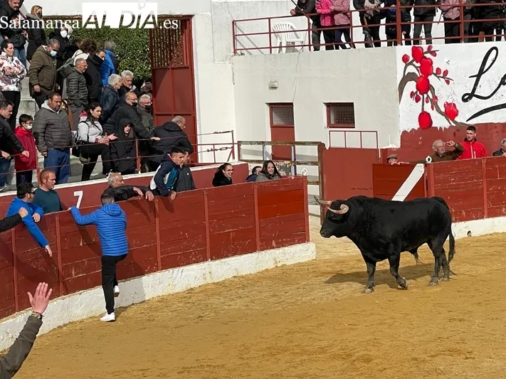 El Toro del Voto ha vuelto a las calles de Villoria 