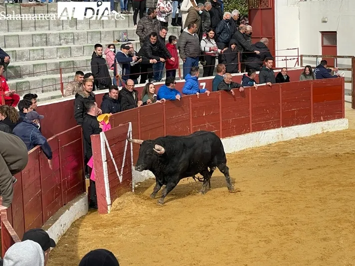 El Toro del Voto ha vuelto a las calles de Villoria 
