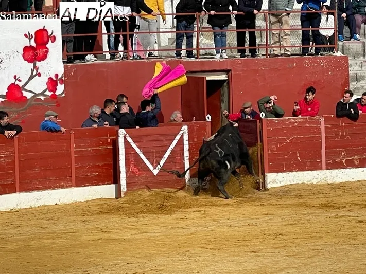 El Toro del Voto ha vuelto a las calles de Villoria 