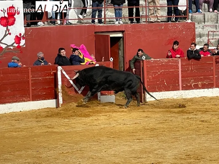 El Toro del Voto ha vuelto a las calles de Villoria 