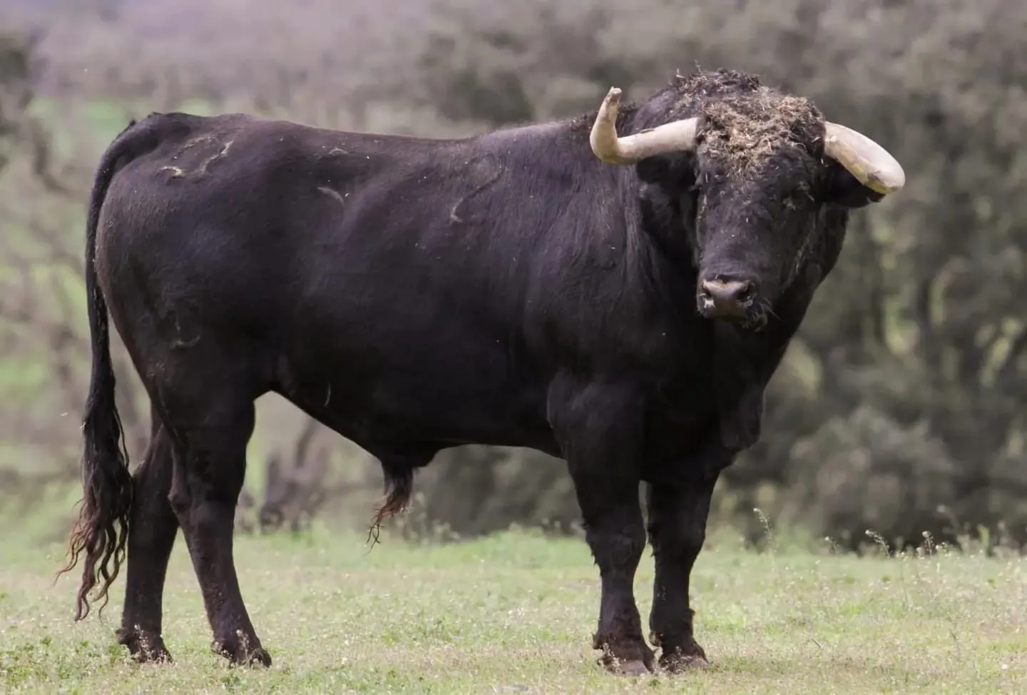 Foto 2 - Vuelve el Toro de San Isidro a las calles de Cantalpino