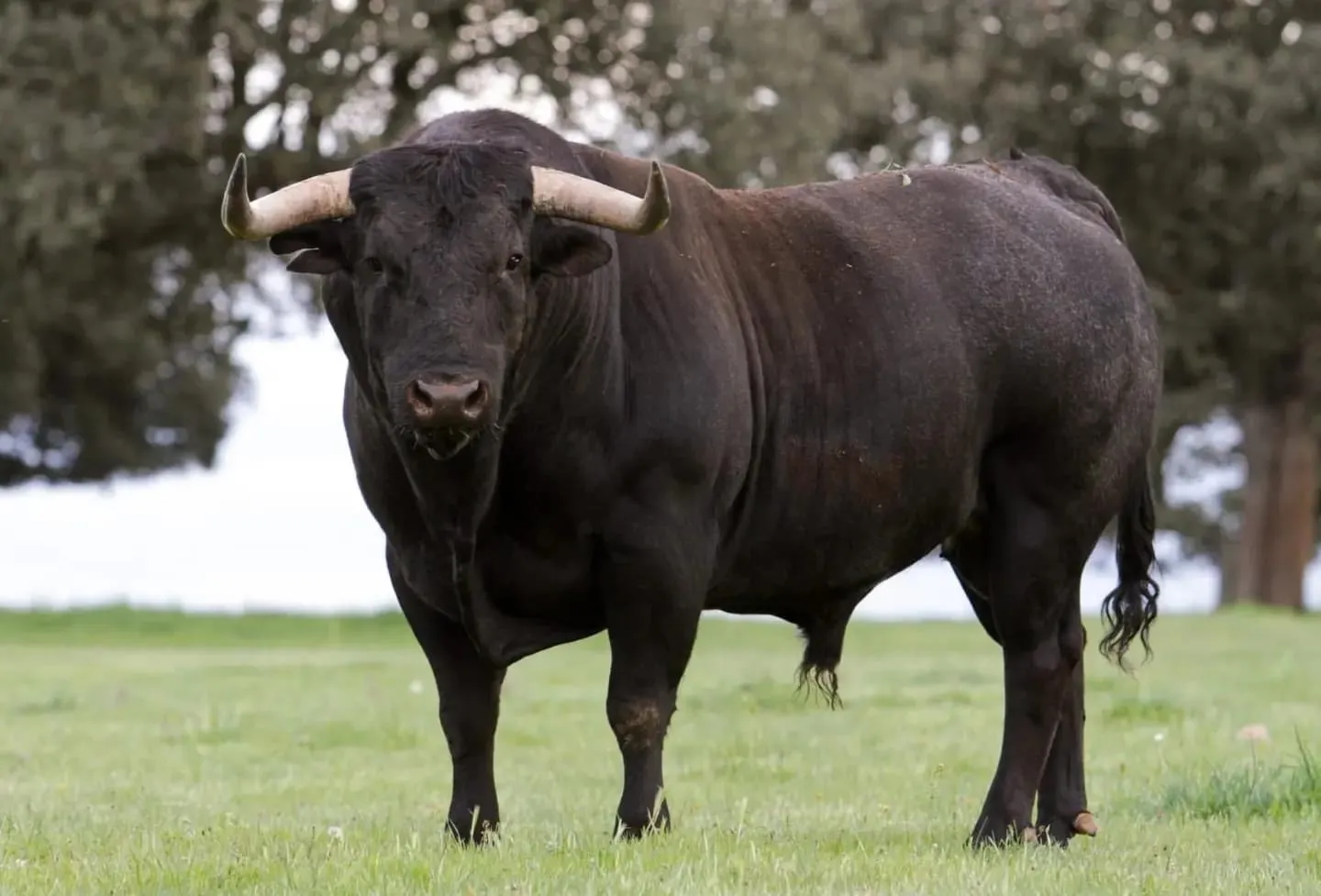 Foto 3 - Vuelve el Toro de San Isidro a las calles de Cantalpino