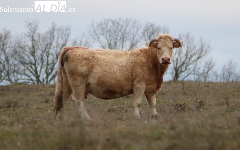 Las vacas vuelven a ser las más buscadas en el mercado de ganado / CORRAL
