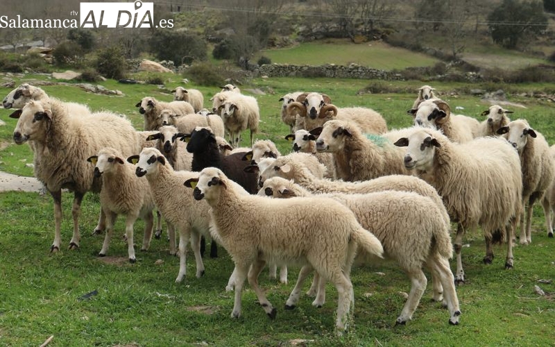 Lechazos y corderos mantienen una semana más los precios ante la escasa demanda en el mercado interior y exterior / CORRAL 