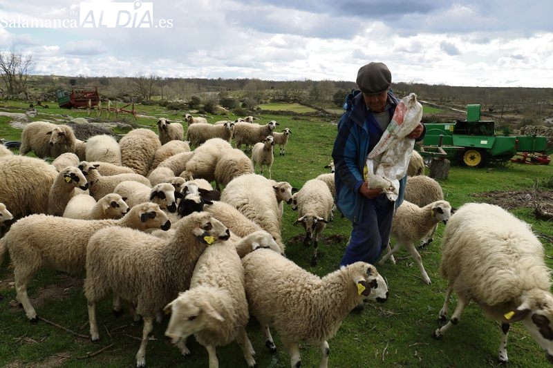 Recientemente jubilado, su 'pasión' por las ovejas le han llevado a que aún cuide de 80 cabezas de las 400 que tenía / CORRAL