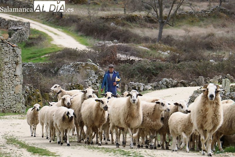 Ismael Pacho ha llegado a cuidar de 900 ovejas de carne para que su explotación fuera rentable, una cifra para volverse loco / CORRAL  