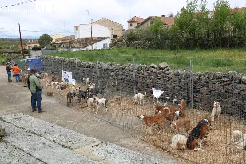 Feria ganadera de Peralejos de Abajo / CORRAL