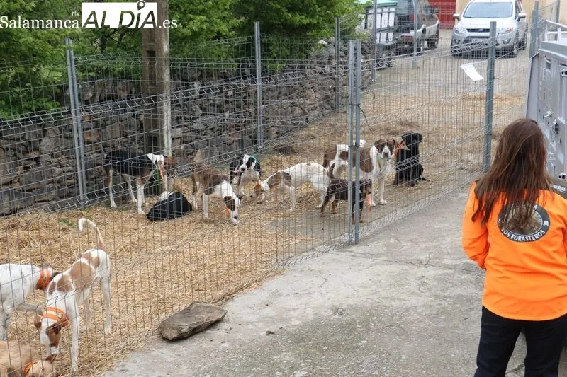 Feria ganadera de Peralejos de Abajo / CORRAL