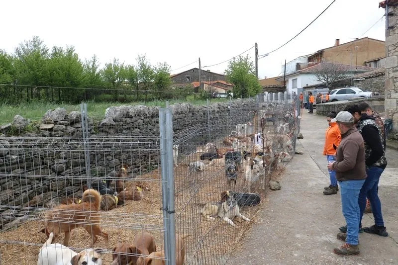 Feria ganadera de Peralejos de Abajo / CORRAL