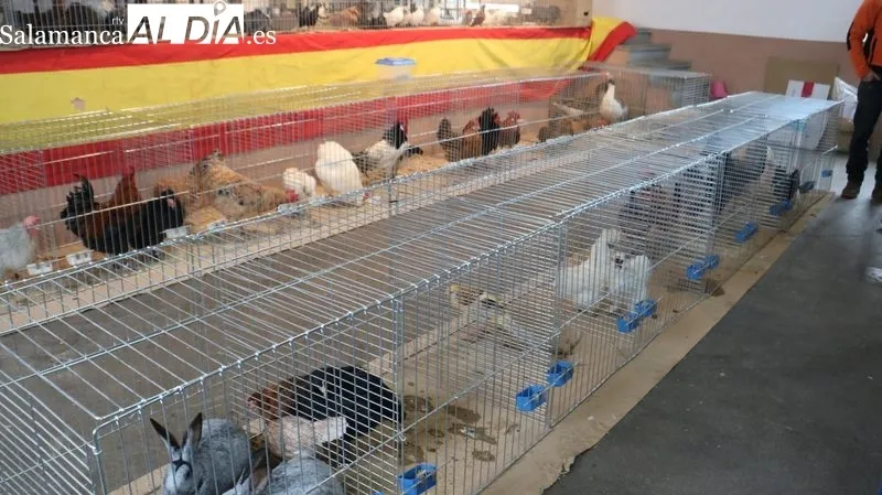 Feria ganadera de Peralejos de Abajo / CORRAL