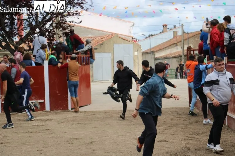 Segundo encierro de las fiestas de San Jorge en Olmedo de Camaces / CORRAL 