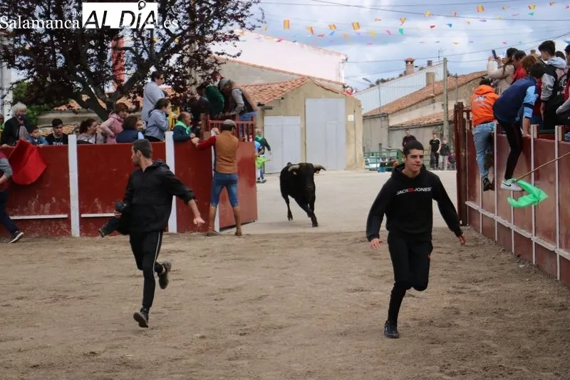 Segundo encierro de las fiestas de San Jorge en Olmedo de Camaces / CORRAL 
