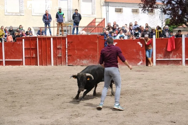 Segundo encierro de las fiestas de San Jorge en Olmedo de Camaces / CORRAL 