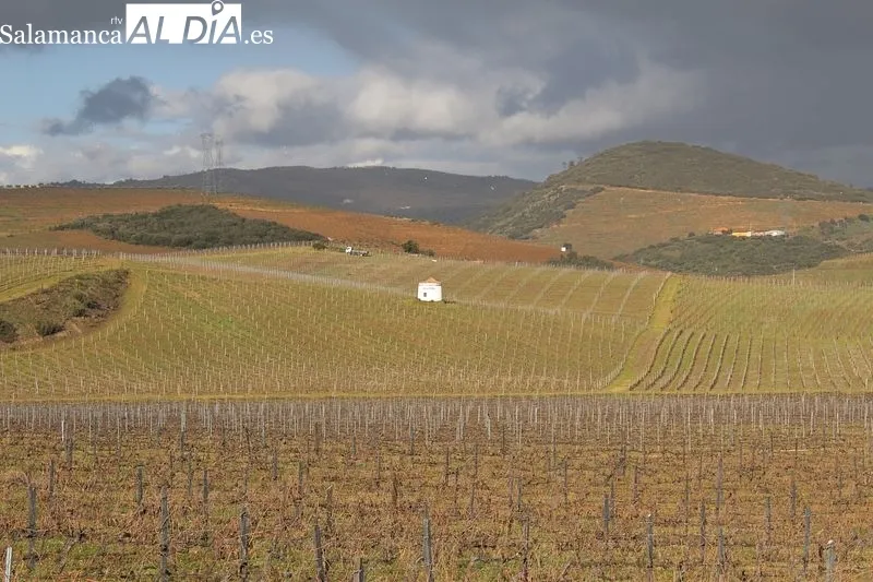 Paisaje vitivinícola del Duero Superior (Portugal)| MARTÍN-GARAY