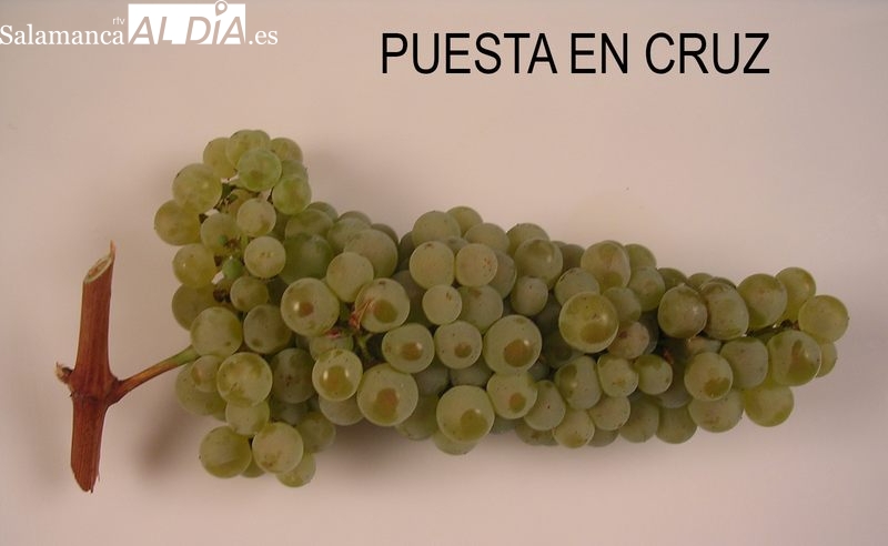Foto 3 - La D.O. Arribes suma cinco nuevas variedades para la elaboración de sus vinos 