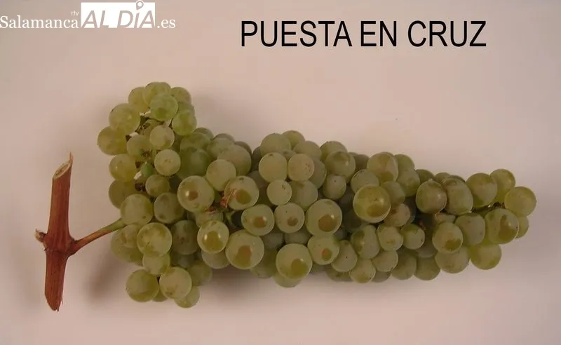 Foto 3 - La D.O. Arribes suma cinco nuevas variedades para la elaboraci&oacute;n de sus vinos 
