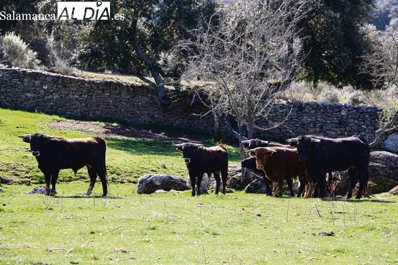 Rollanejo combina la ganadería de bravo con el vacuno de carne y el ibérico, y ahora actividades ecuestres a partir de la creación de un corredero  /  CORRAL