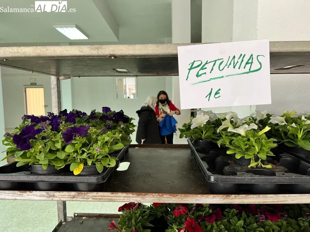 Foto 6 - Los albenses responden a la venta solidaria de plantas de Manos Unidas