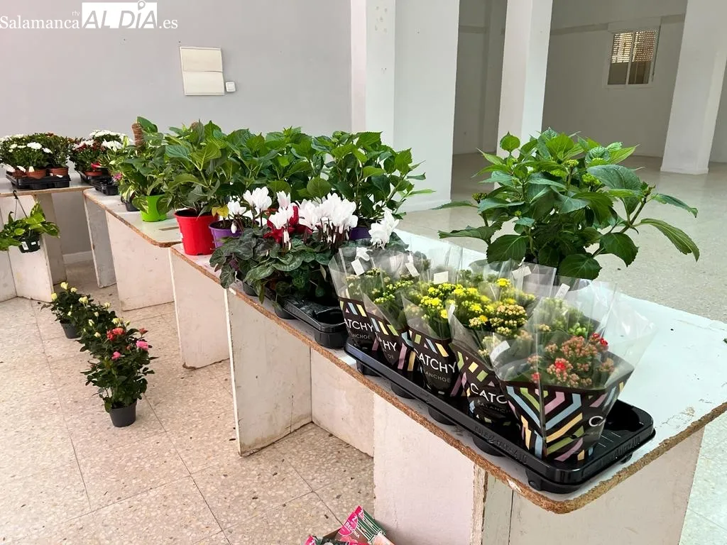 Foto 4 - Los albenses responden a la venta solidaria de plantas de Manos Unidas