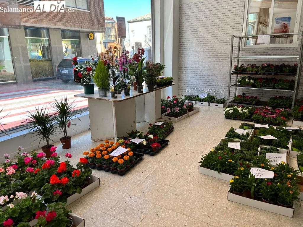 Foto 3 - Los albenses responden a la venta solidaria de plantas de Manos Unidas