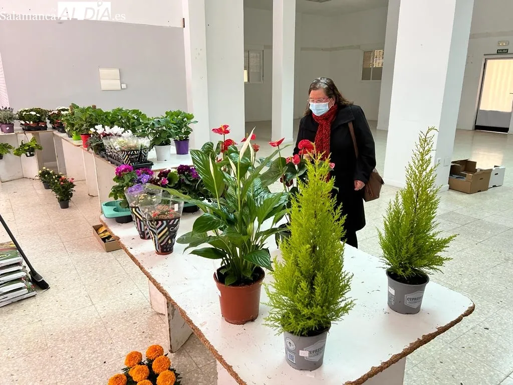 Foto 2 - Los albenses responden a la venta solidaria de plantas de Manos Unidas