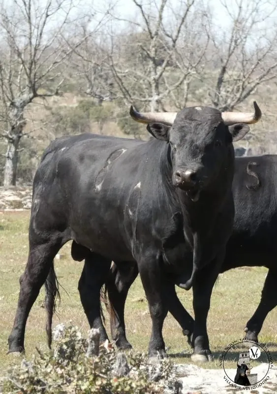 Foto 4 - El VI Toro de Caj&oacute;n del preCorpus de Vitigudino ya tiene al segundo compa&ntilde;ero