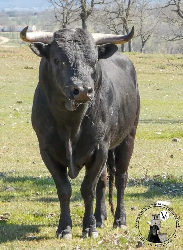 Foto 3 - El VI Toro de Caj&oacute;n del preCorpus de Vitigudino ya tiene al segundo compa&ntilde;ero