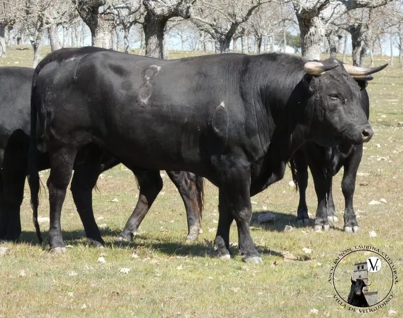 Foto 2 - El VI Toro de Caj&oacute;n del preCorpus de Vitigudino ya tiene al segundo compa&ntilde;ero