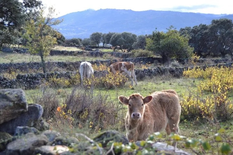 Foto 3 - ADRISS crea una gu&iacute;a con 26 senderos poco conocidos de las Sierras de Salamanca