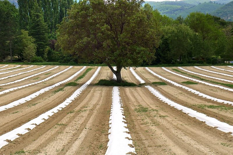 Foto 1 - Crisis agrícola y soberanía alimentaria. El modelo agroecológico es la alternativa  