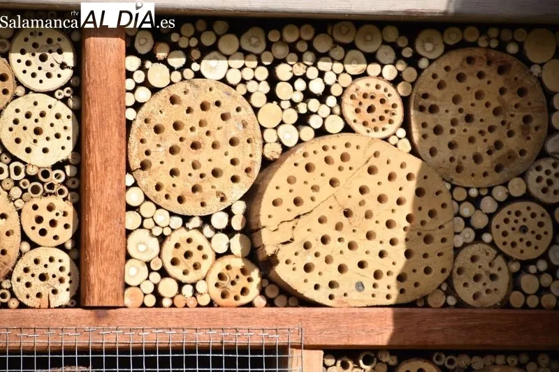 La concejala de Medio Ambiente, Miryam Rodríguez, presenta los ‘hoteles de insectos’, la nueva iniciativa de lucha biológica contra plagas del proyecto LIFE Vía de la Plata. Foto de Vanesa Martins