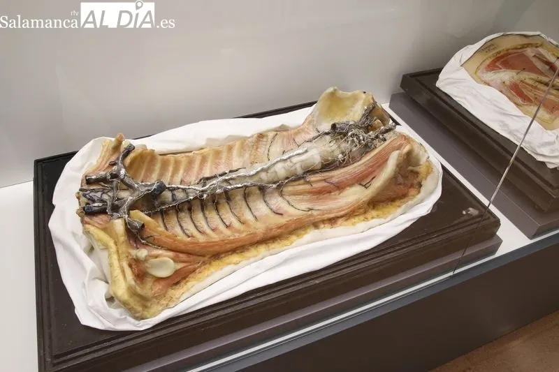 Exposición permanente de la colección de ceras anatómicas en la Facultad de Medicina de Salamanca. Foto de David Sañudo