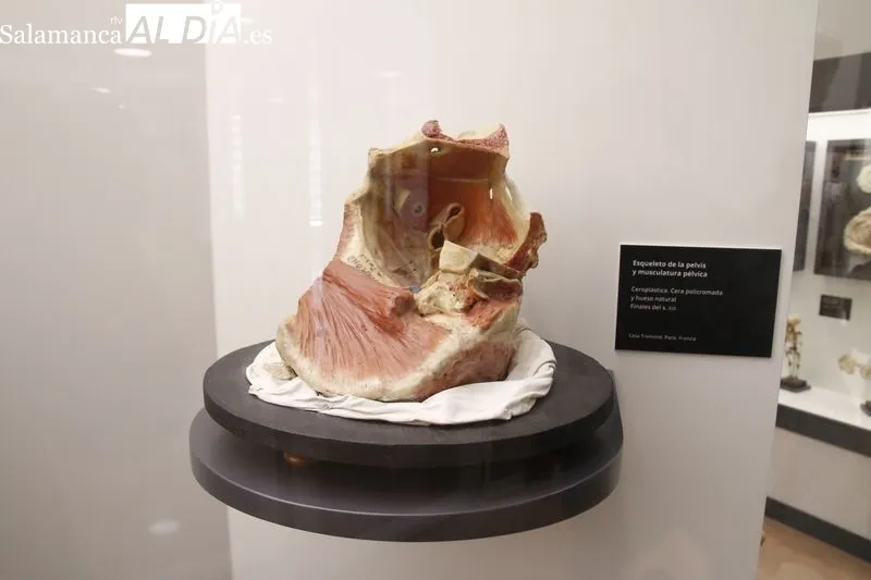 Exposición permanente de la colección de ceras anatómicas en la Facultad de Medicina de Salamanca. Foto de David Sañudo