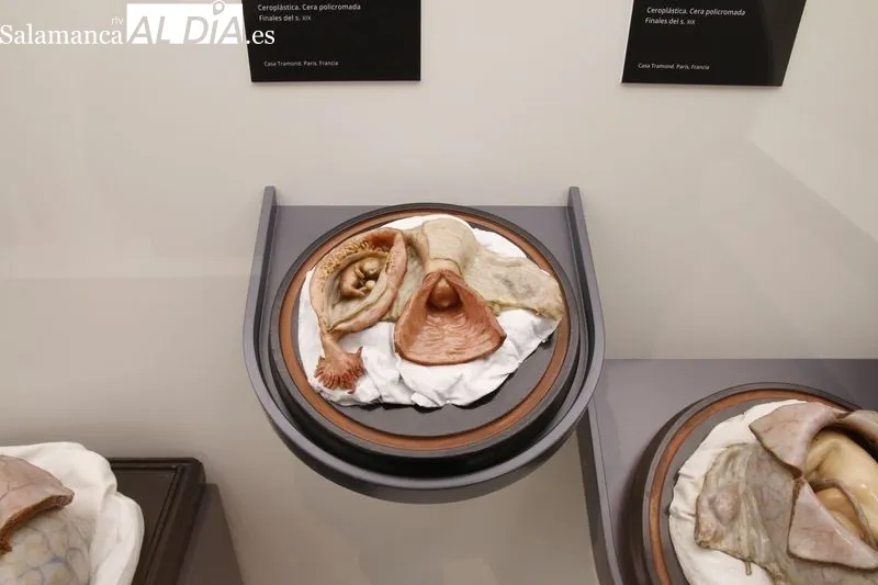 Exposición permanente de la colección de ceras anatómicas en la Facultad de Medicina de Salamanca. Foto de David Sañudo