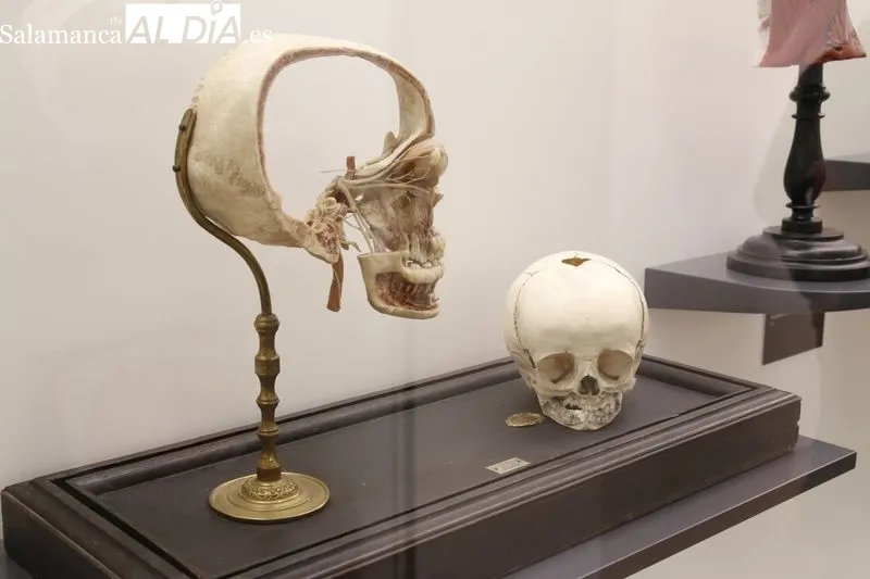 Exposición permanente de la colección de ceras anatómicas en la Facultad de Medicina de Salamanca. Foto de David Sañudo
