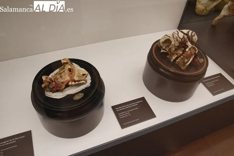 Exposición permanente de la colección de ceras anatómicas en la Facultad de Medicina de Salamanca. Foto de David Sañudo