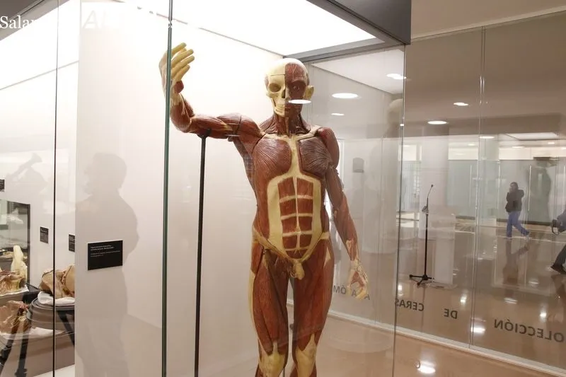 Exposición permanente de la colección de ceras anatómicas en la Facultad de Medicina de Salamanca. Foto de David Sañudo