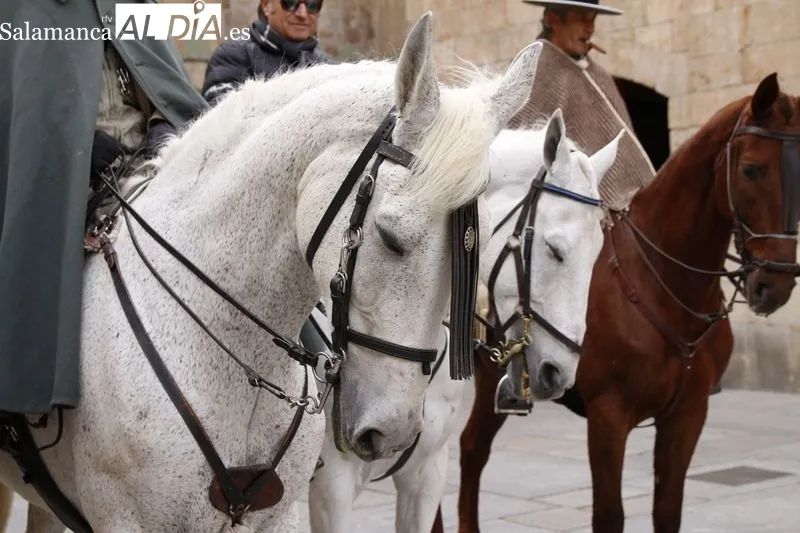 Llegada a Salamanca de la Ruta Ecuestre Nebrisense, con tres jinetes que emulan el recorrido que llevó a cabo Elio Antonio de Nebrija. Foto David Sañudo