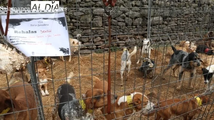 Manos Unidas de Alba de Tormes inicia su venta solidaria de plantas | Imagen 1