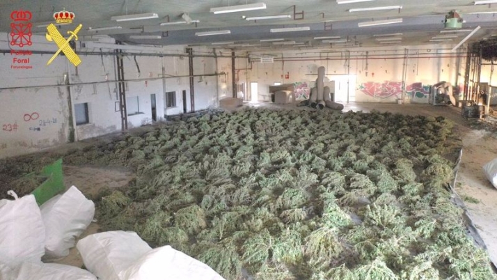 Desmantelada en España la mayor plantación de marihuana de Europa 