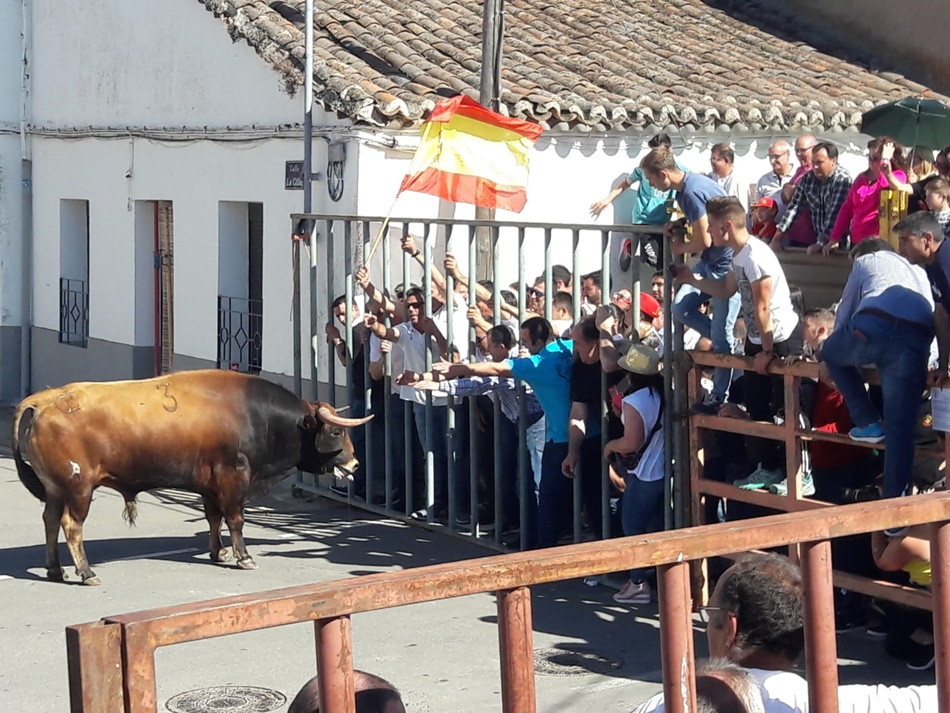 Vuelve el Toro de San Isidro a las calles de Cantalpino