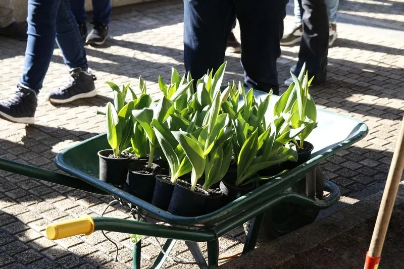 Plantación de tulipanes en el Campo de San Francisco. Foto de David Sañudo