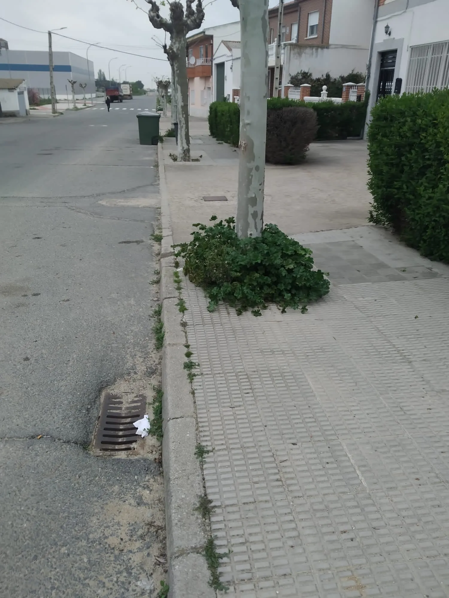 Foto 11 - Ciudadanos pide "tomar cartas en el asunto" en la mejora de las zonas verdes de la ciudad