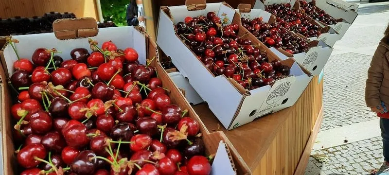 La cereza es un exlibris del fértil valle de Vilariça, en Tras os Montes