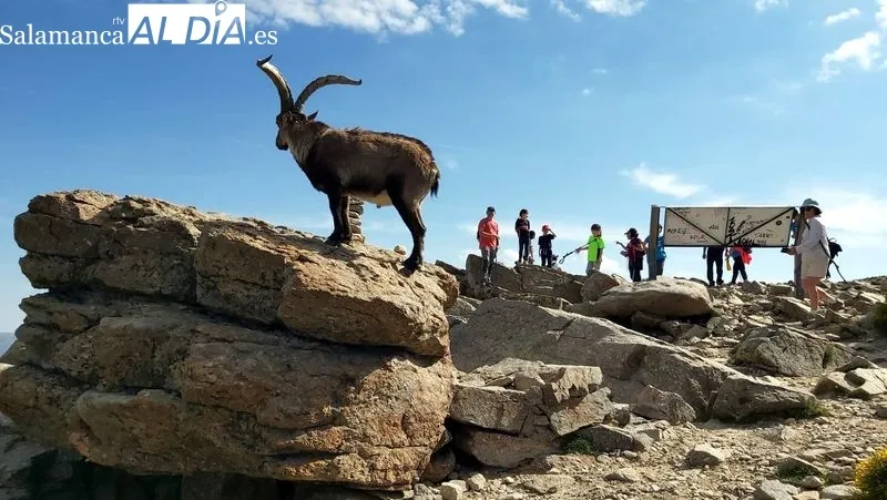 Los senderistas llegaron hasta el paraje del Circo de Gredos desde la Laguna Grande