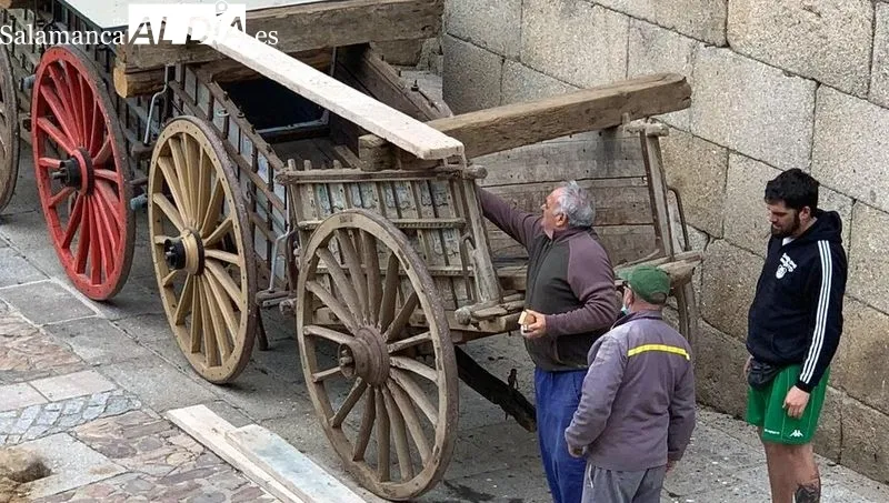 Encierros a caballo de los novillos desde el campo a la plaza de carros que acogerá las capeas
