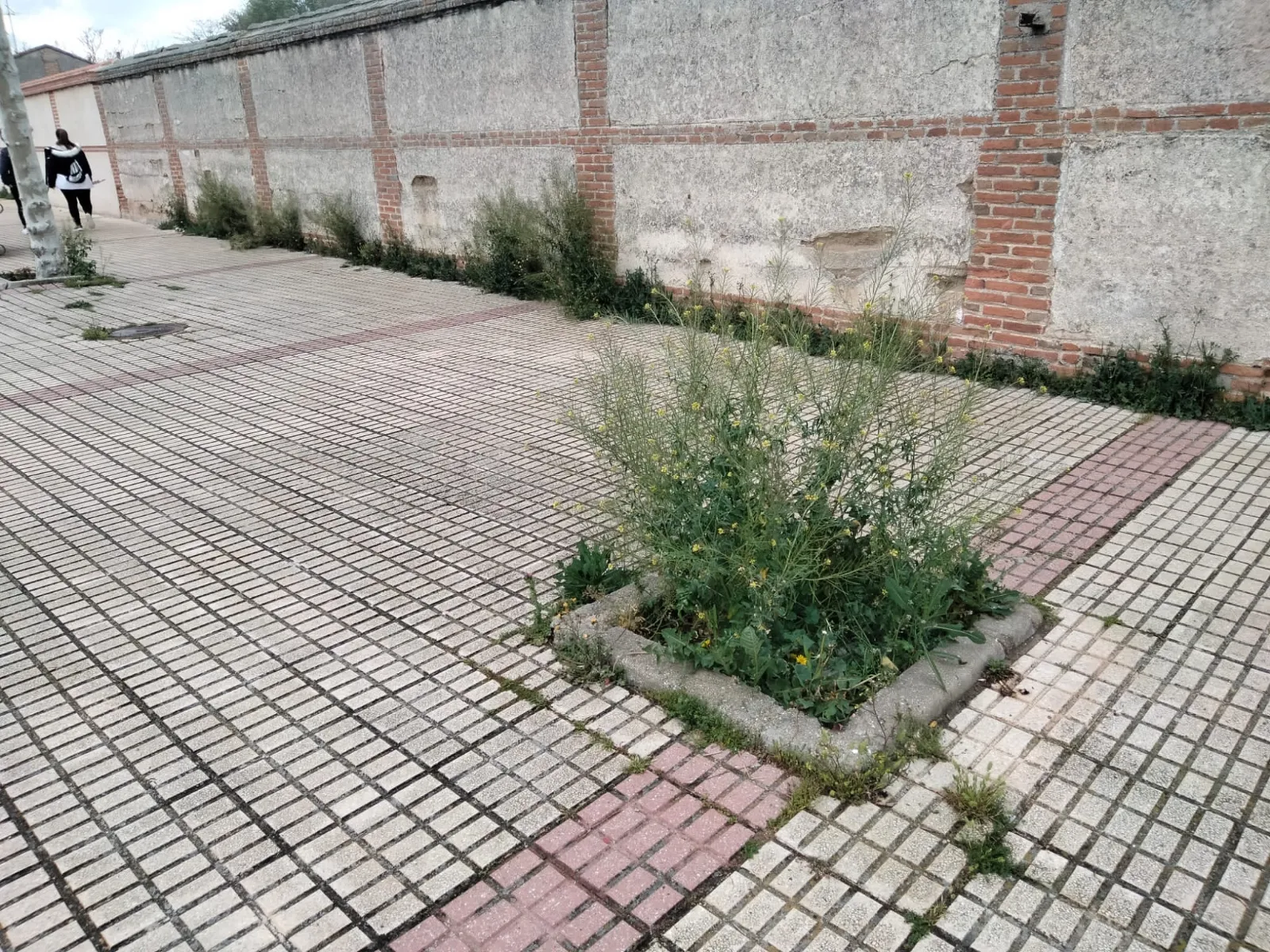 Foto 2 - Ciudadanos pide "tomar cartas en el asunto" en la mejora de las zonas verdes de la ciudad