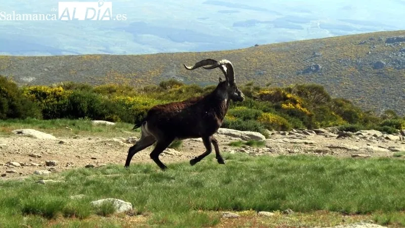 Los senderistas llegaron hasta el paraje del Circo de Gredos desde la Laguna Grande