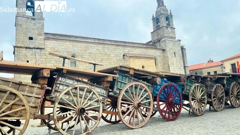Encierros a caballo de los novillos desde el campo a la plaza de carros que acogerá las capeas