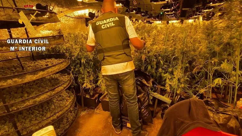 Plantaciones de marihuana en Garcihernández y Carbajosa de la Sagrada
